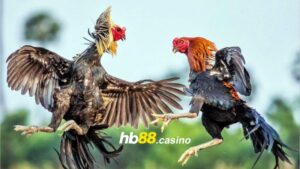 Đá gà HB88: Thỏa mãn niềm đam mê đến hàng ngàn cược thủ